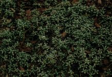 herbavis - herba (3).jpg